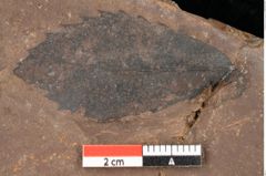 Foto (Detailsansicht) von Quercus mediterranea, Unger (NHMW-GEO-2024-0188-0914)